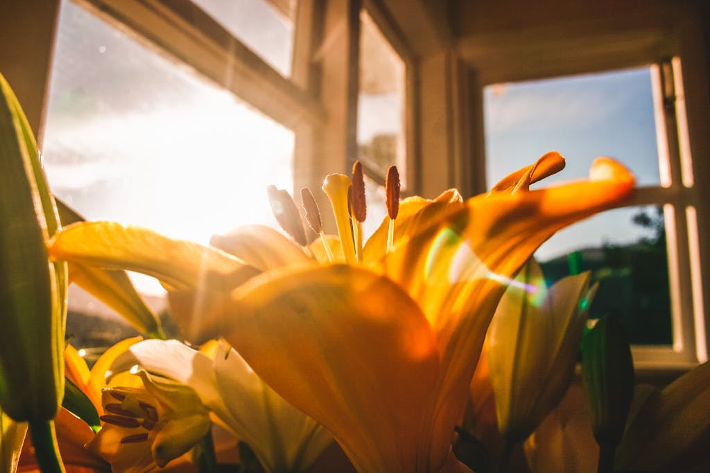 Close-up of sunlit yellow lilies indoors during sunset, with a warm and bright atmosphere.