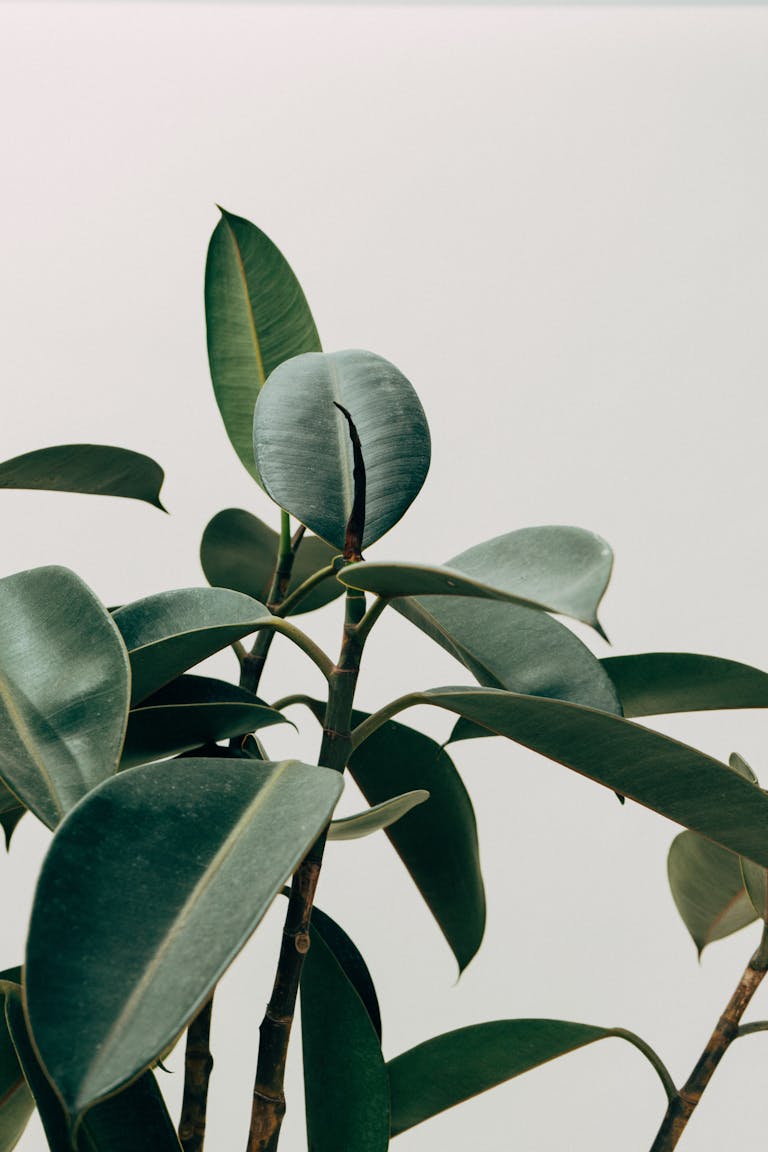 Cognitive Appraisal in Daily Life: 4 Practical Applications for Improved Well-being