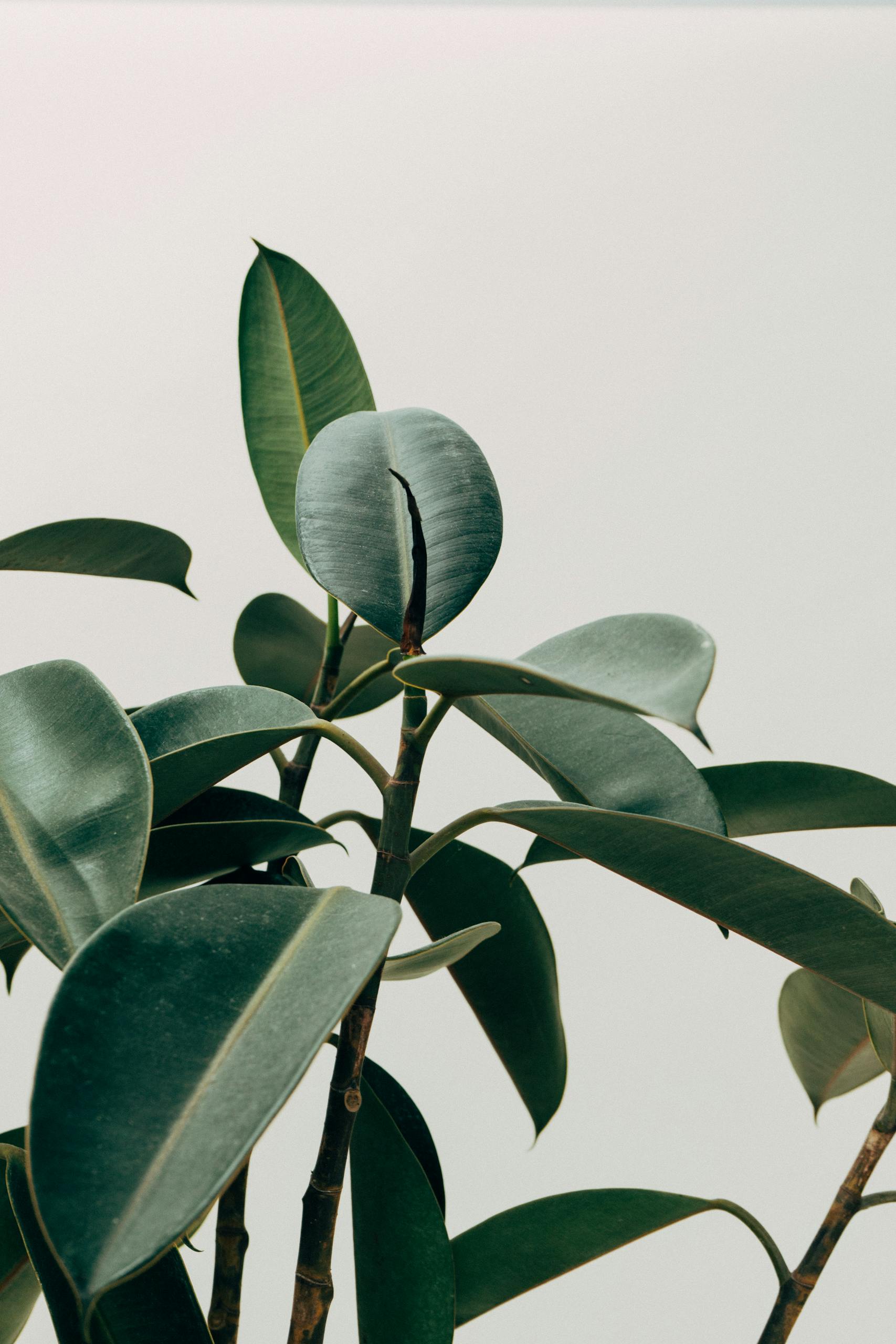 Cognitive Appraisal in Daily Life: 4 Practical Applications for Improved Well-being