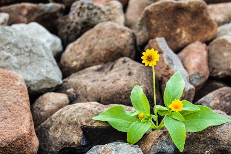 Exploring the 5 Types of Resilience: Thriving Through Adversity