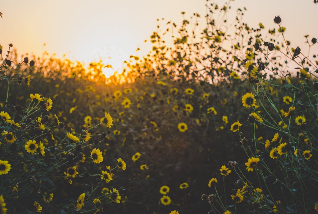 The Expectancy Effect: How Your Beliefs About the Future Shape Your Mental Health