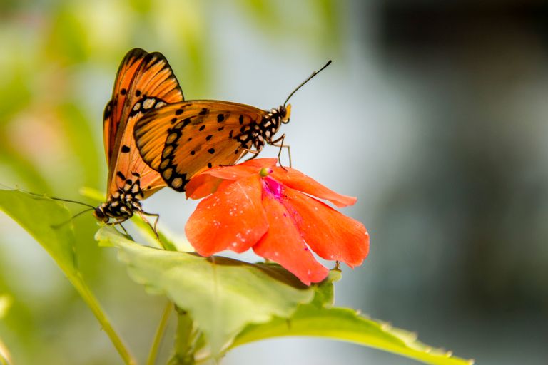 Trauma Responses Explained: Fight, Flight, Freeze, Fawn and Flop