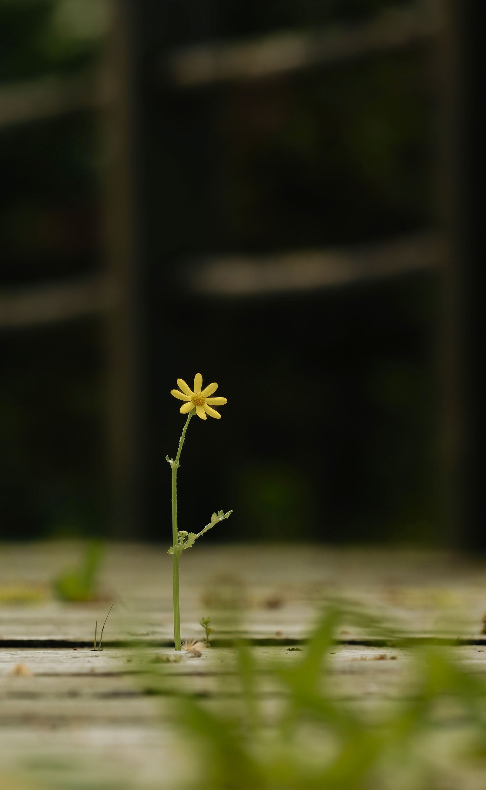 Why Some People Grow After Trauma While Others Struggle